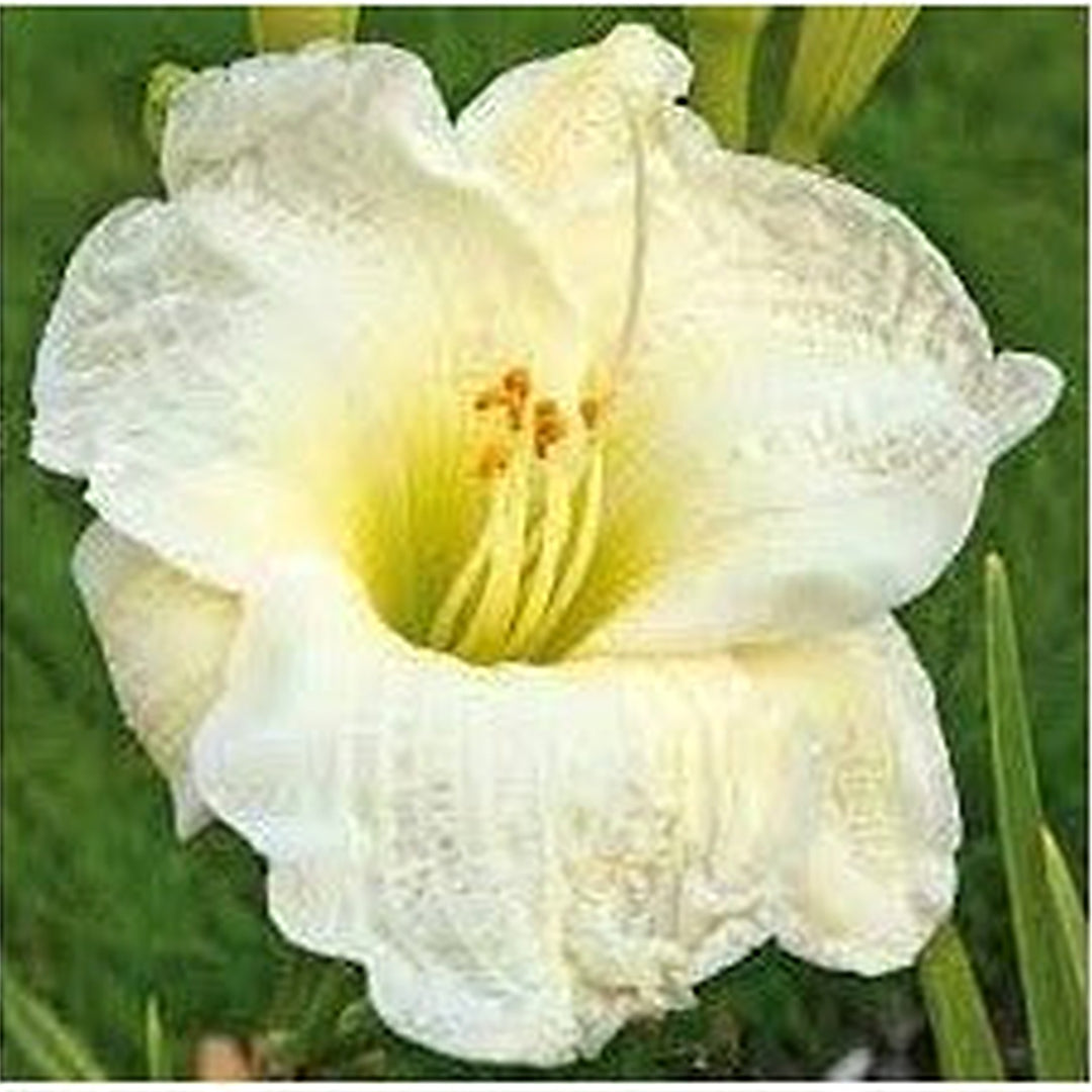 Heirloom Non-GMO White Hemerocallis Flower Seeds for Garden Planting [neera-v5-3af677ae54f1639f2a9a]