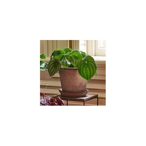 Watermelon Peperomia Plant Seeds for Planting [neera-v5-3af951b5e28870001265]