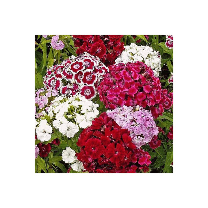 Dianthus Dianthus Chinensis Flower For Planting In Balcony Planters Home Garden Flower Seeds [neera-v5-3b0a70c7e0c71b904158]