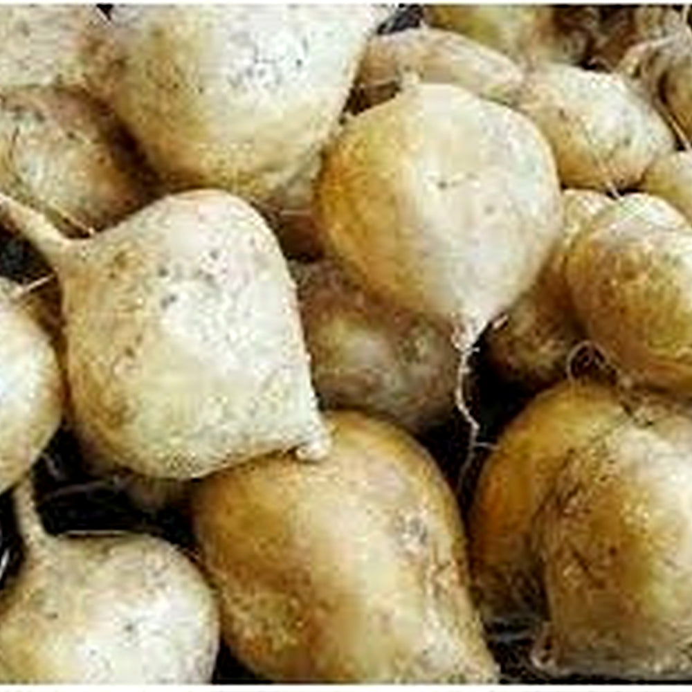 Jicama Vegetable Seeds for Planting [neera-v5-3b0c4d2a3797739b6539]