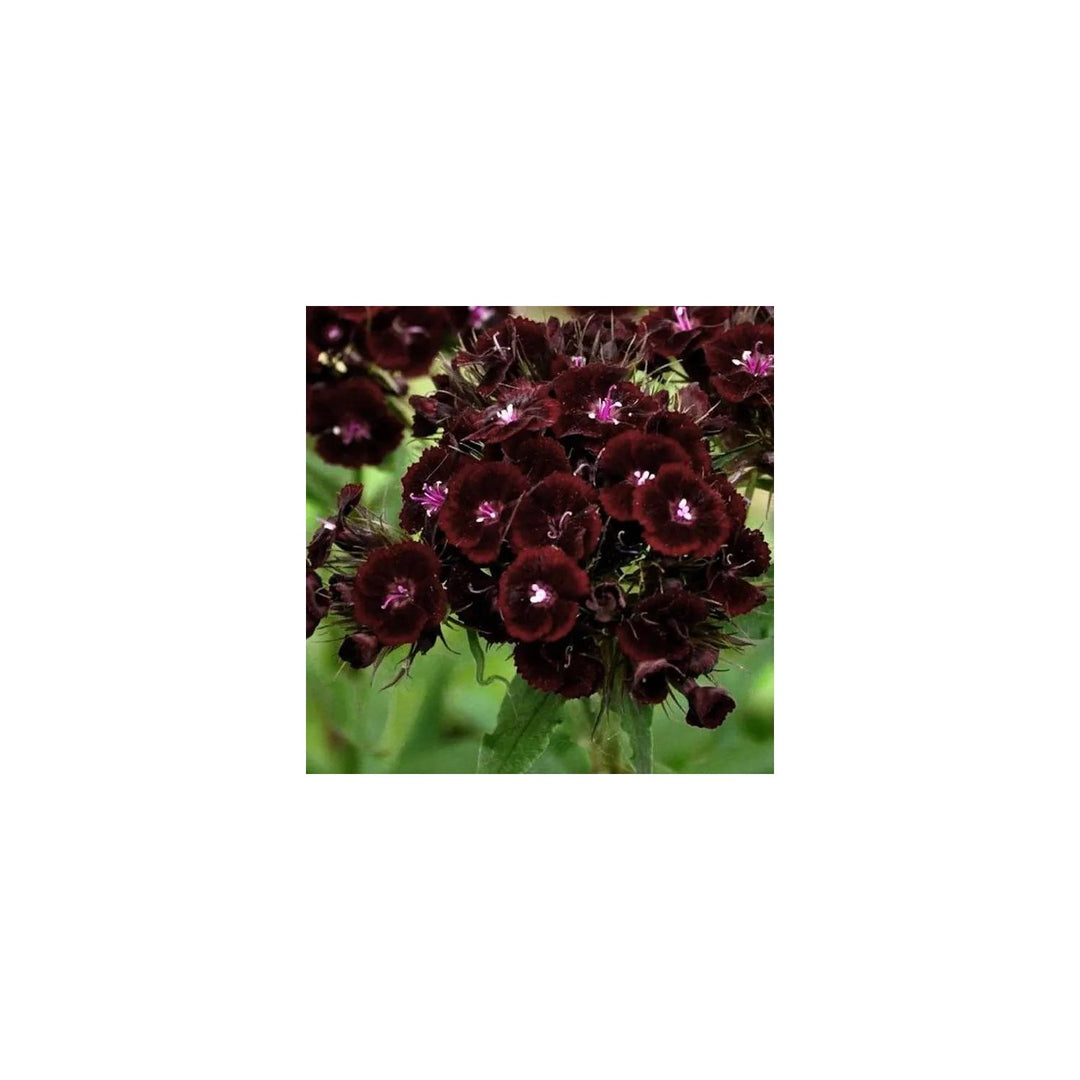 Maroon William Dianthus Flower For Planting Non Gmo Flower Seeds for Home Garden Planting, Exotic [neera-v5-3b1011f20d3d1bc9d0d1]