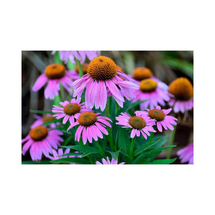 Purple Coneflower Echinacea Purpurea Flower For Planting In Pollinator Friendly Home Gardens Flower [neera-v5-3b17a0070728ea988184]