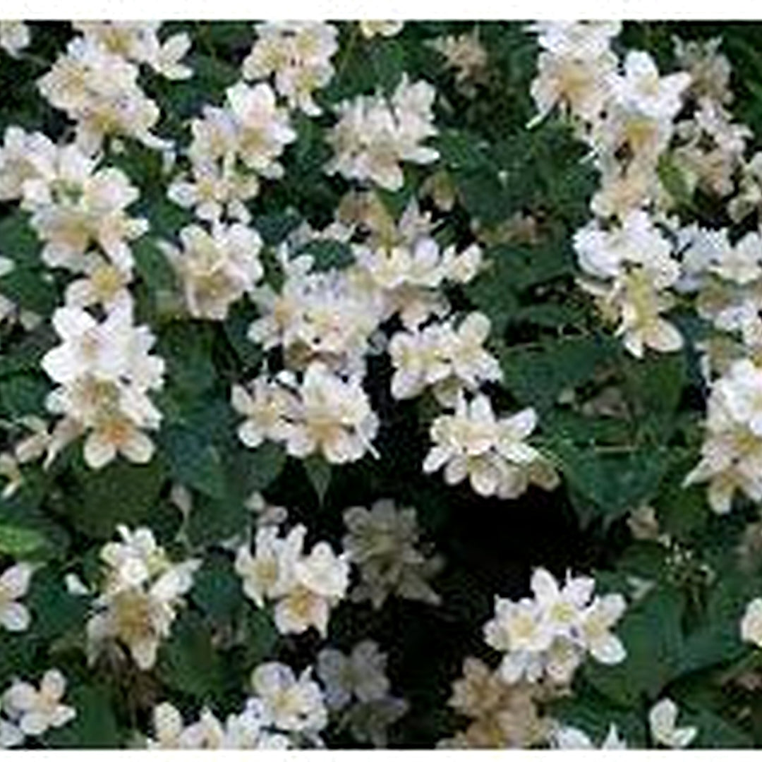 Heirloom Non-GMO White Snowtopia Flower Seeds for Elegant Garden Borders and Winter Planting [neera-v5-3b1846caa350827099bd]
