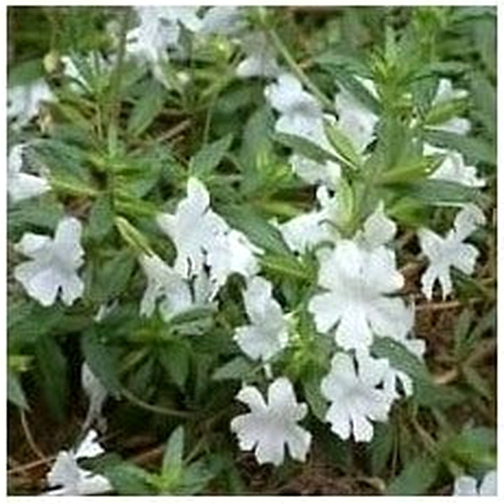 White Mimulus Flower Seeds for Planting [neera-v5-3b1c3a3bdd6f95415306]