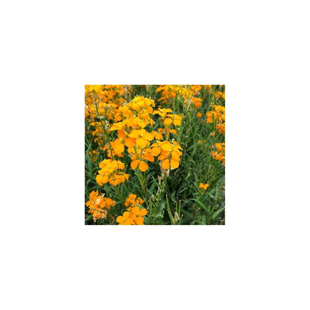 Heirloom Non Gmo Siberian Flower For Planting Cold Hardy Ornamental Garden Blooms Flower Seeds for [neera-v5-3b2aa6f33a49af93f68a]