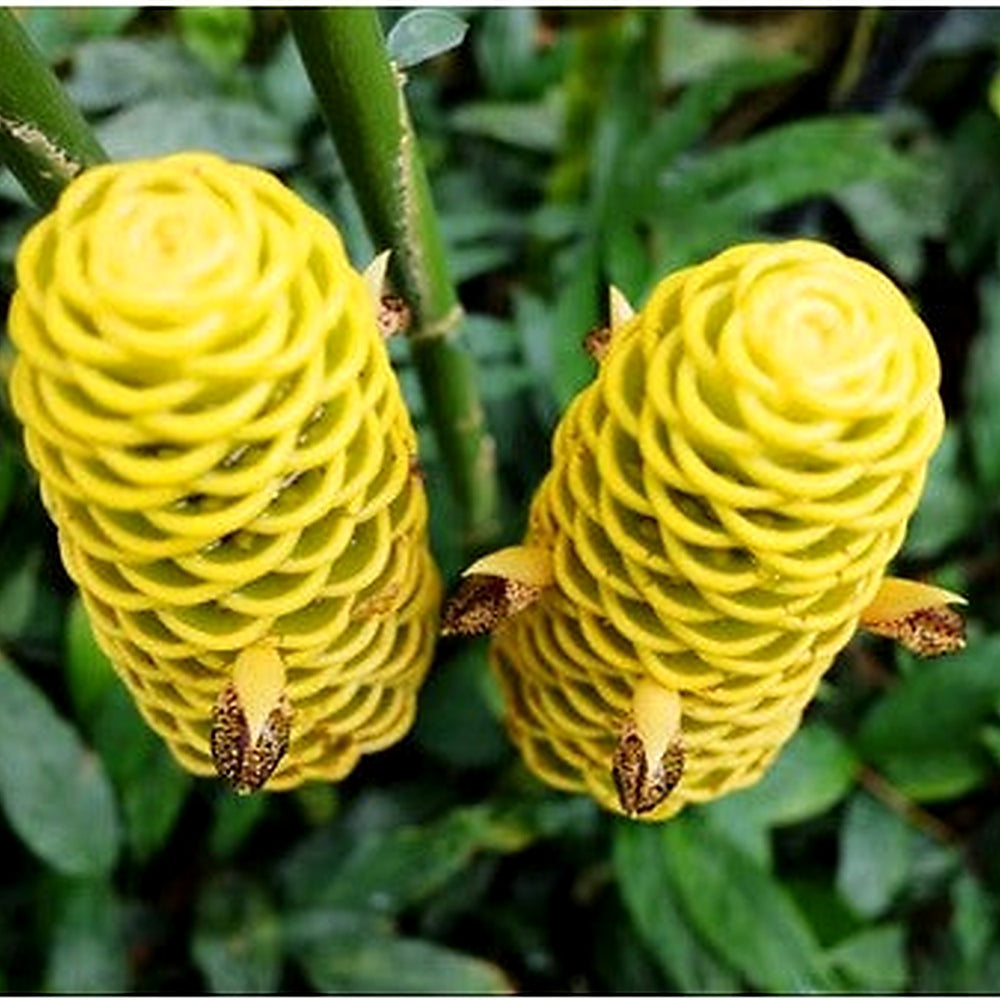 Heirloom Non-GMO Beehive Ginger Flower Seeds for Planting [neera-v5-3b2fa53bd89fabae33b8]