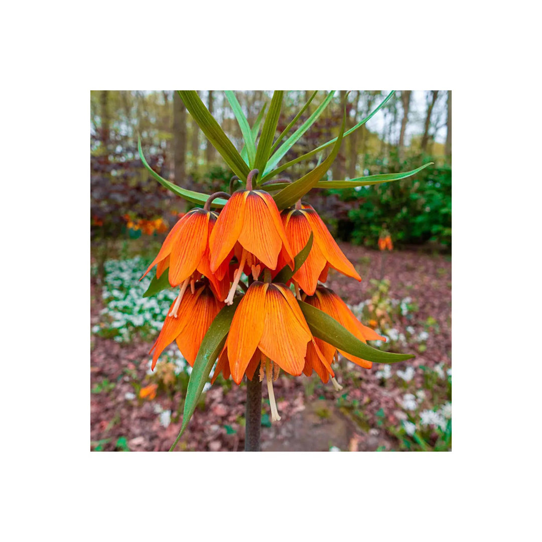 Crown Imperial Flower Fritillaria Imperialis For Colorful Spring Garden Planting Flower Seeds for [neera-v5-3b37391ad3e56db5d32d]