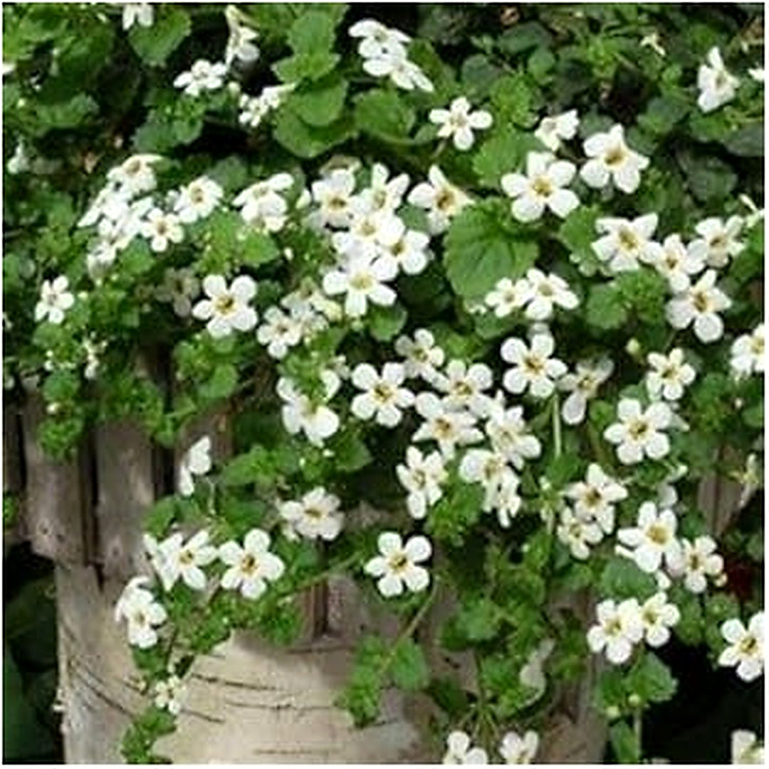 Heirloom Non-GMO White Snowtopia Flower Seeds for Elegant Garden Borders and Winter Planting [neera-v5-3b54cce1348119904463]