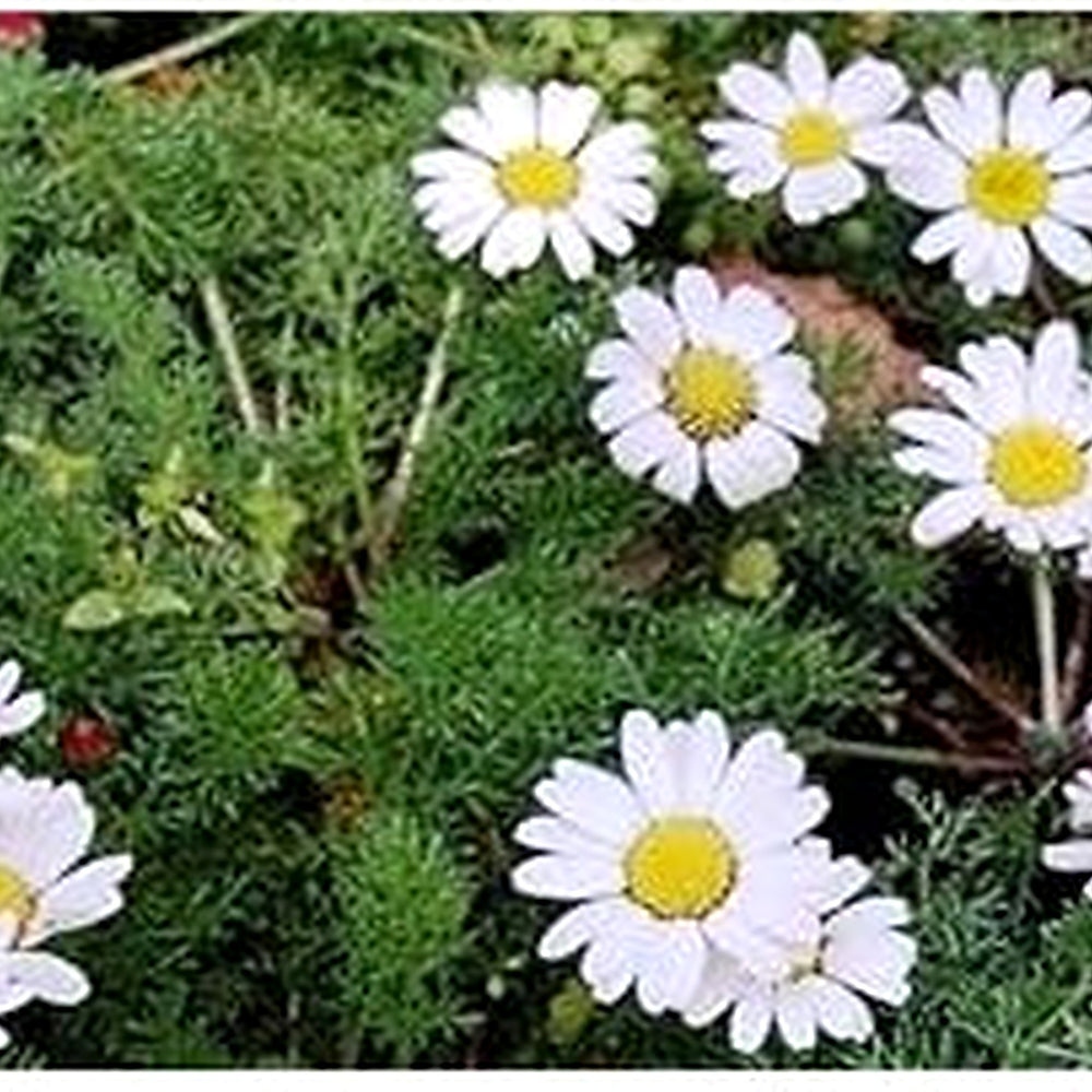 Anacyclus Pyrethrum Flower Seeds for Planting [neera-v5-3b60e41644c346db89b9]