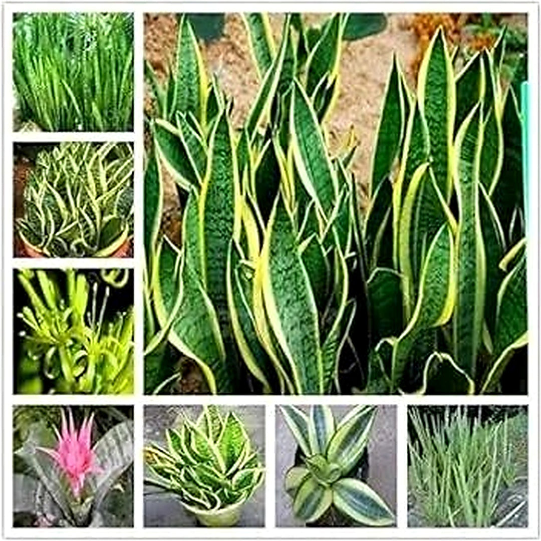 Sansevieria Plant For Garden Planting Non Gmo Flower Seeds for Home Garden Planting, Landscape [neera-v5-3b62db8429cbc3572810]