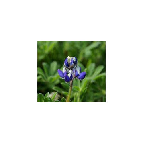 Bicolor Lupine (Lupinus bicolor) Flower Seeds for Planting [neera-v5-3b6600aa2fdac7303b3e]