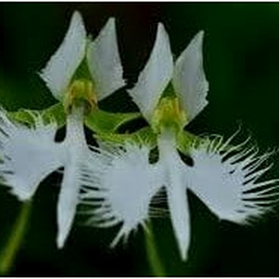 Egret Bonsai Flower Seeds [neera-v5-3b66568f9aa56b54ff25]