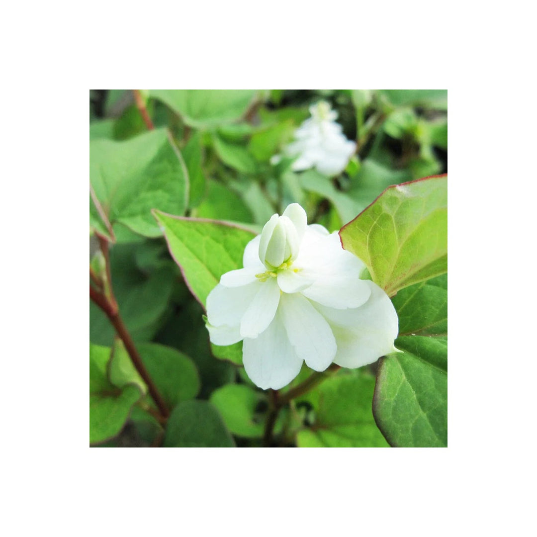 Heirloom Houttuynia Flower Non Gmo Ornamental And Medicinal Blooms Garden Planting Flower Seeds [neera-v5-3b6c0c74de9fa7fe9ace]