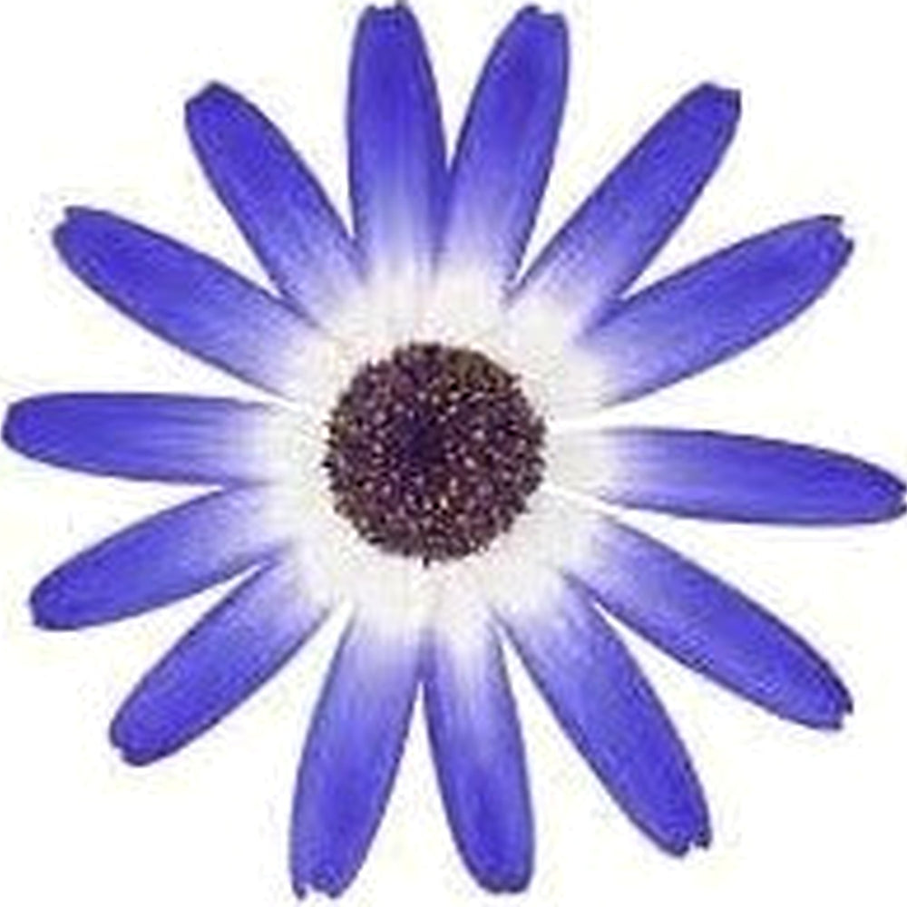 Heirloom Non-GMO Senetti Pericallis Flower Seeds for Planting [neera-v5-3b8a0e2ea4eff2690aae]