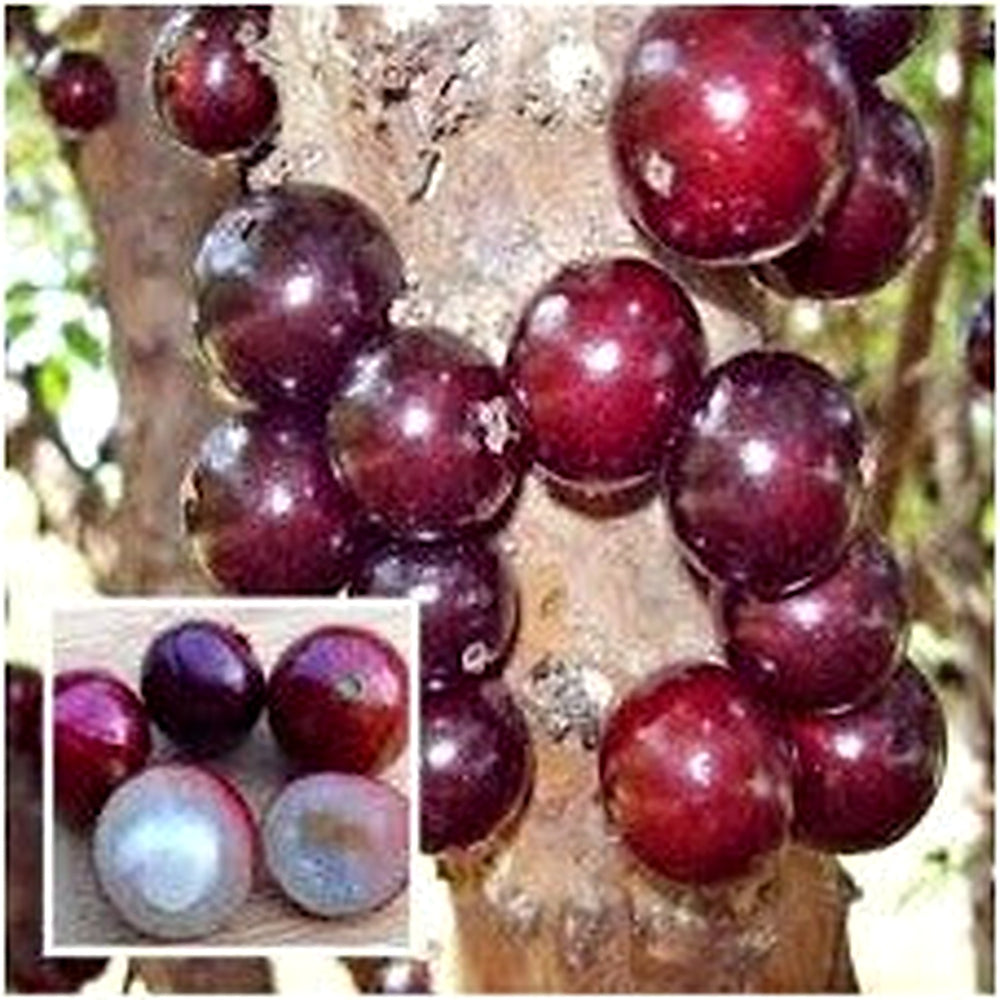 Plinia oblongata “Red Jabuticaba” Fruit Seeds [neera-v5-3b8ba2ba2406e4b35bc5]