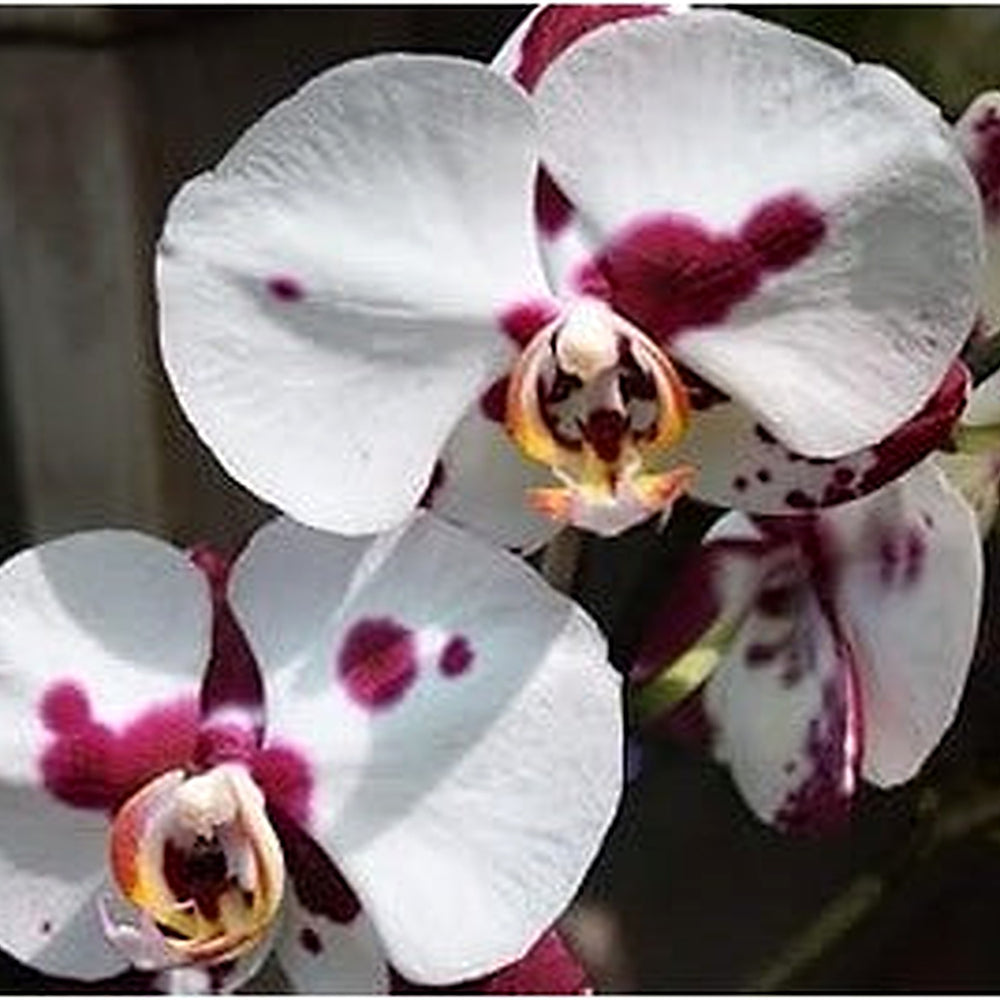 White Red Phalaenopsis Orchid Flower Seeds [neera-v5-3b8d63e118e21525b36a]