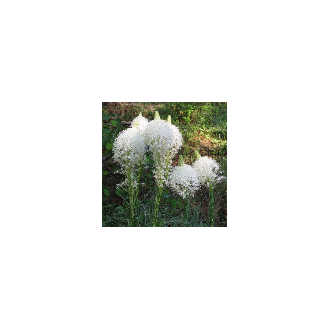 Bear Grass Xerophyllum Tenax Flower Heirloom Non Gmo For Wildflower And Woodland Garden Planting [neera-v5-3b8eb4256518750d139e]