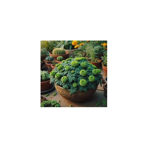 Hybrid Green Marigold Flower Seeds for Planting [neera-v5-3ba7759934f604e61905]