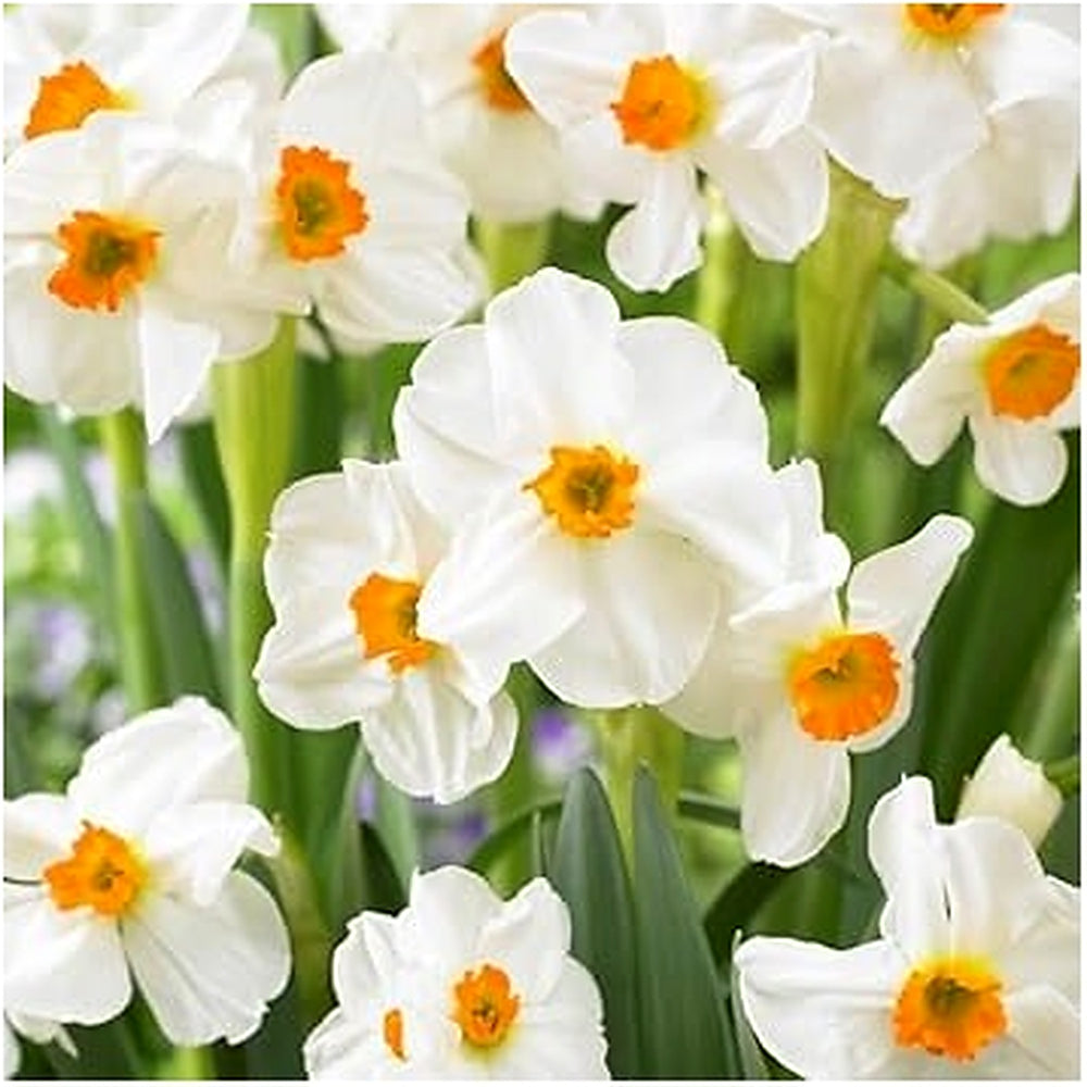 Orange White Daffodil Flower Seeds for Planting [neera-v5-3ba957d054fc7e92c16d]