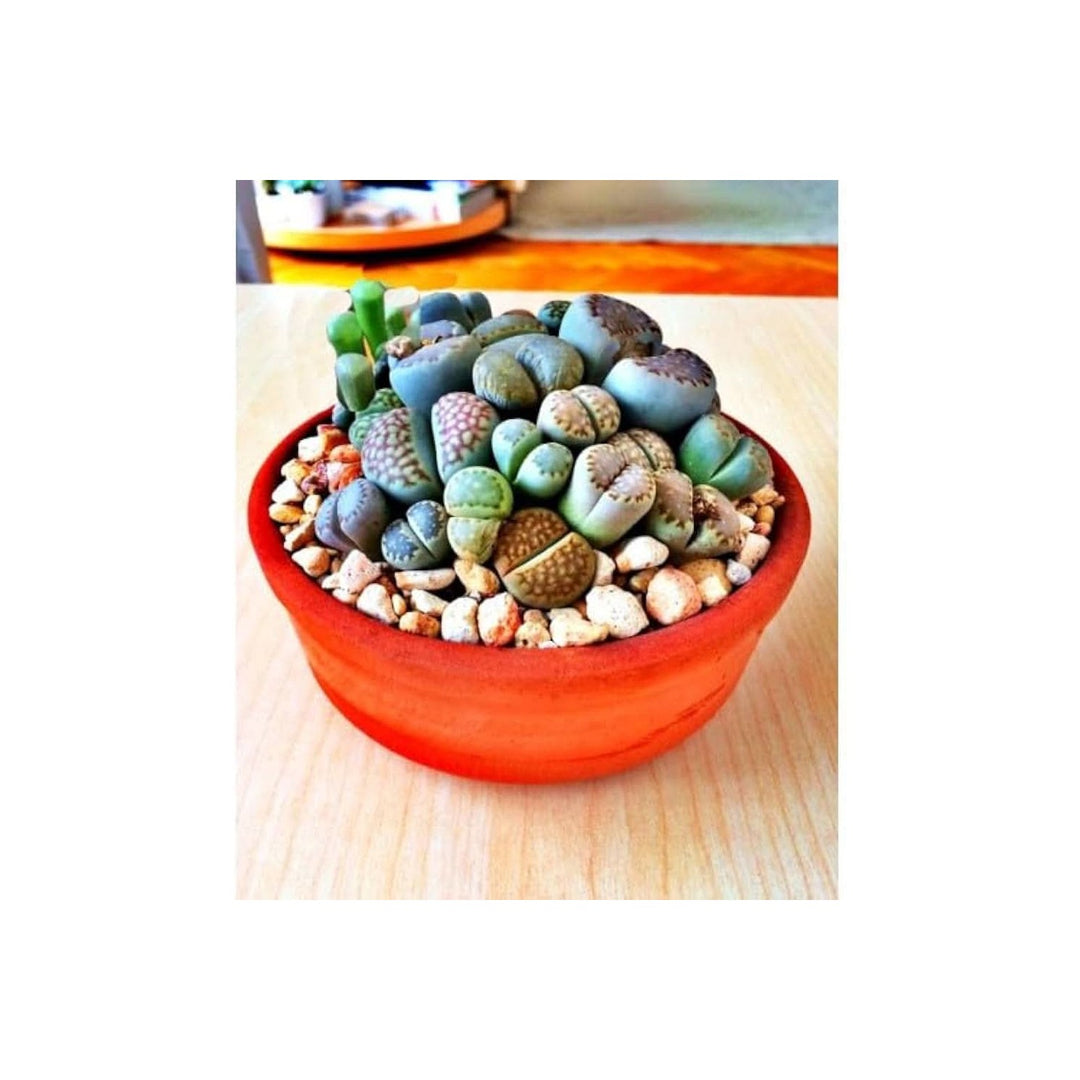 Living Stone Lithops Karasmontana Succulent For Planting In Indoor Pots Decorative Rock Gardens [neera-v5-3ba975ed56215a5b0c23]