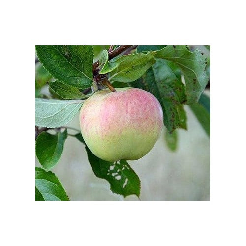 Pink and Green Apple Fruit Seeds for Planting [neera-v5-3bb5bd88b36f5d8f17b2]