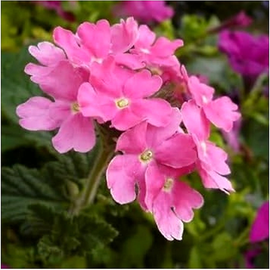 Organic Heirloom Pink Verbena Flower Seeds for Planting | Non-GMO Organic Garden Seeds with High Germination [neera-v5-3bbdc7143f3395eb89a7]