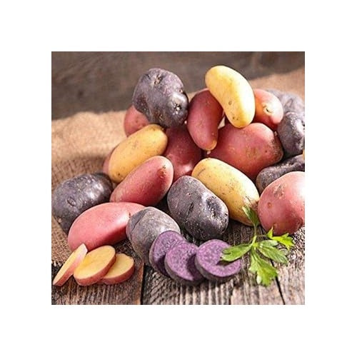 Fingerling Potato Mixed Variety Seeds for Planting [neera-v5-3bda239532060408fa17]