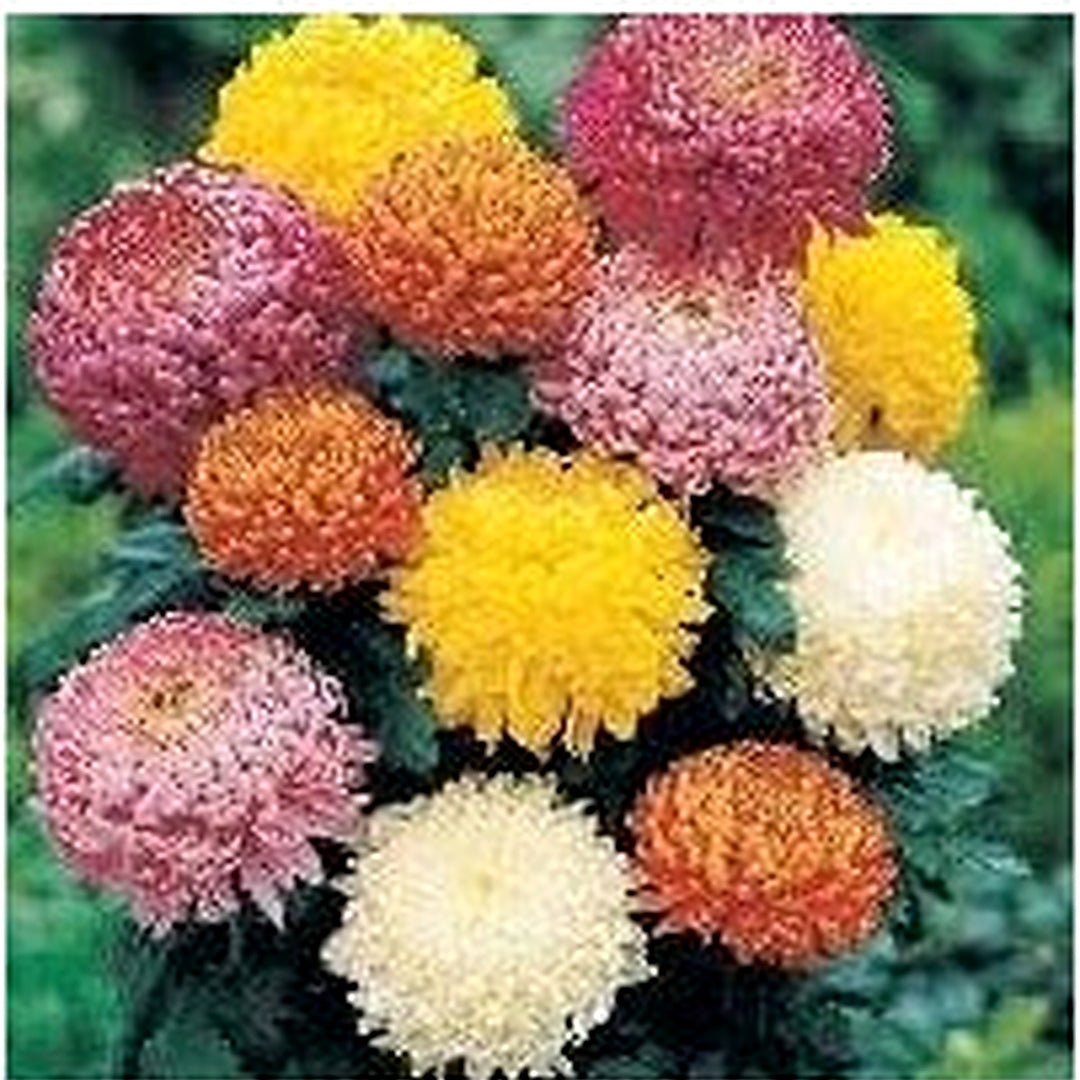 Organic Mixed Colors Chrysanthemum Flower Seeds for Planting [neera-v5-3bebdf90d2f37f400498]
