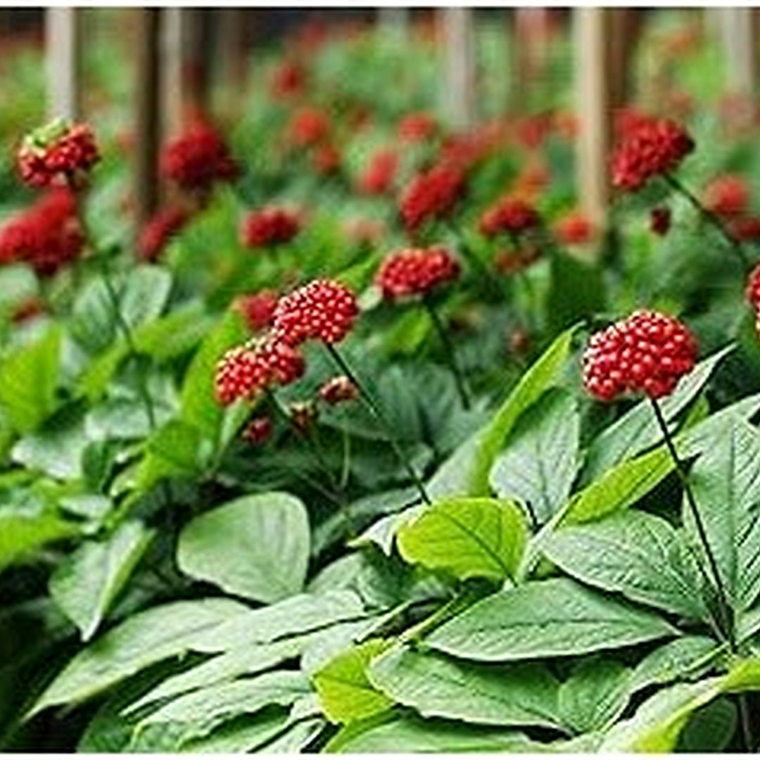 Korean Ginseng (Panax ginseng) Seeds for Planting [neera-v5-3bf7f2cb7387acaaa080]