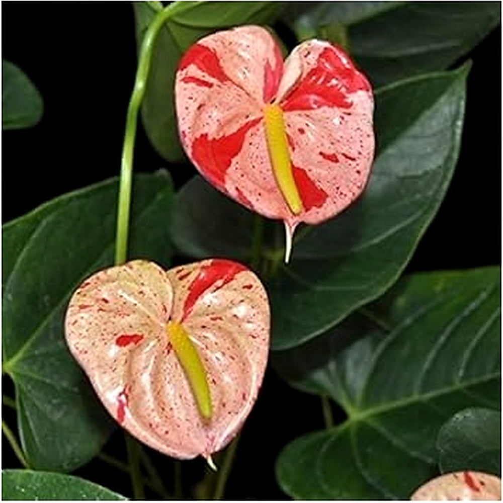 Red White Anthurium Plant Seeds [neera-v5-3bf814aab52e5bcba503]