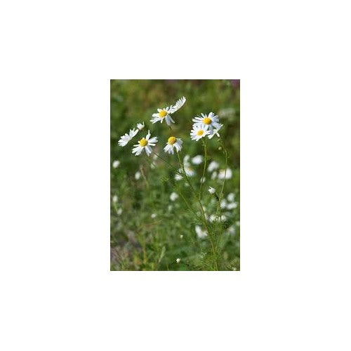 Wild Chamomile Seeds for Planting [neera-v5-3c0391757a4430326bea]