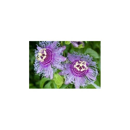 Sweet Grenadilla Passiflora Seeds for Planting [neera-v5-3c1058b2f2bb8cca6578]