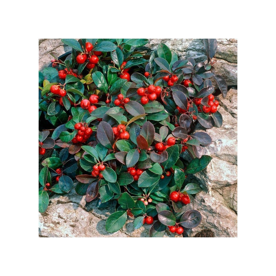Red Gaultheria Flower For Planting Flower Seeds for Home Garden Planting, Exotic Organic Blooming [neera-v5-3c187e9e172ef9ef37a3]