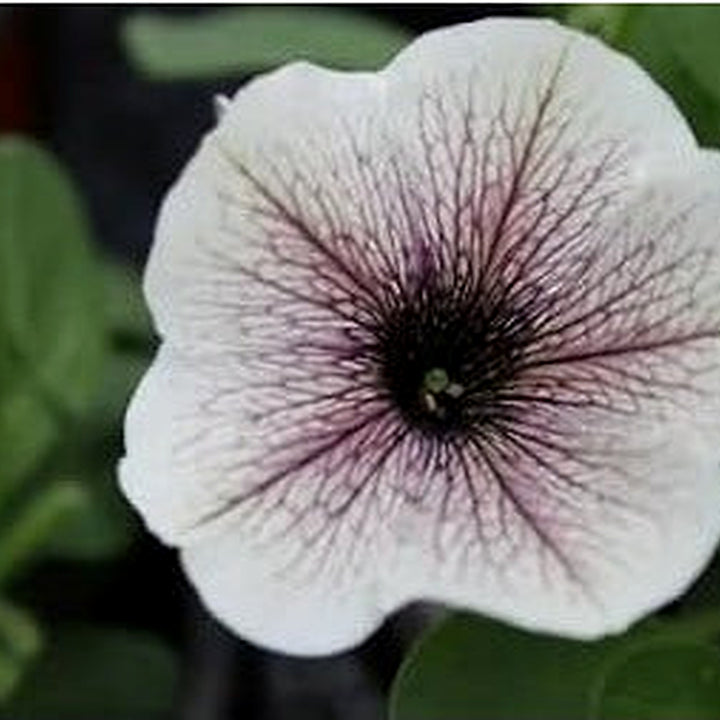 White &amp; Black Petunia Flower Seeds for Planting | Heirloom Non-GMO Organic Garden Seeds | High Germination Beautiful Blooms [neera-v5-3c190405e9c6d3cd10da]