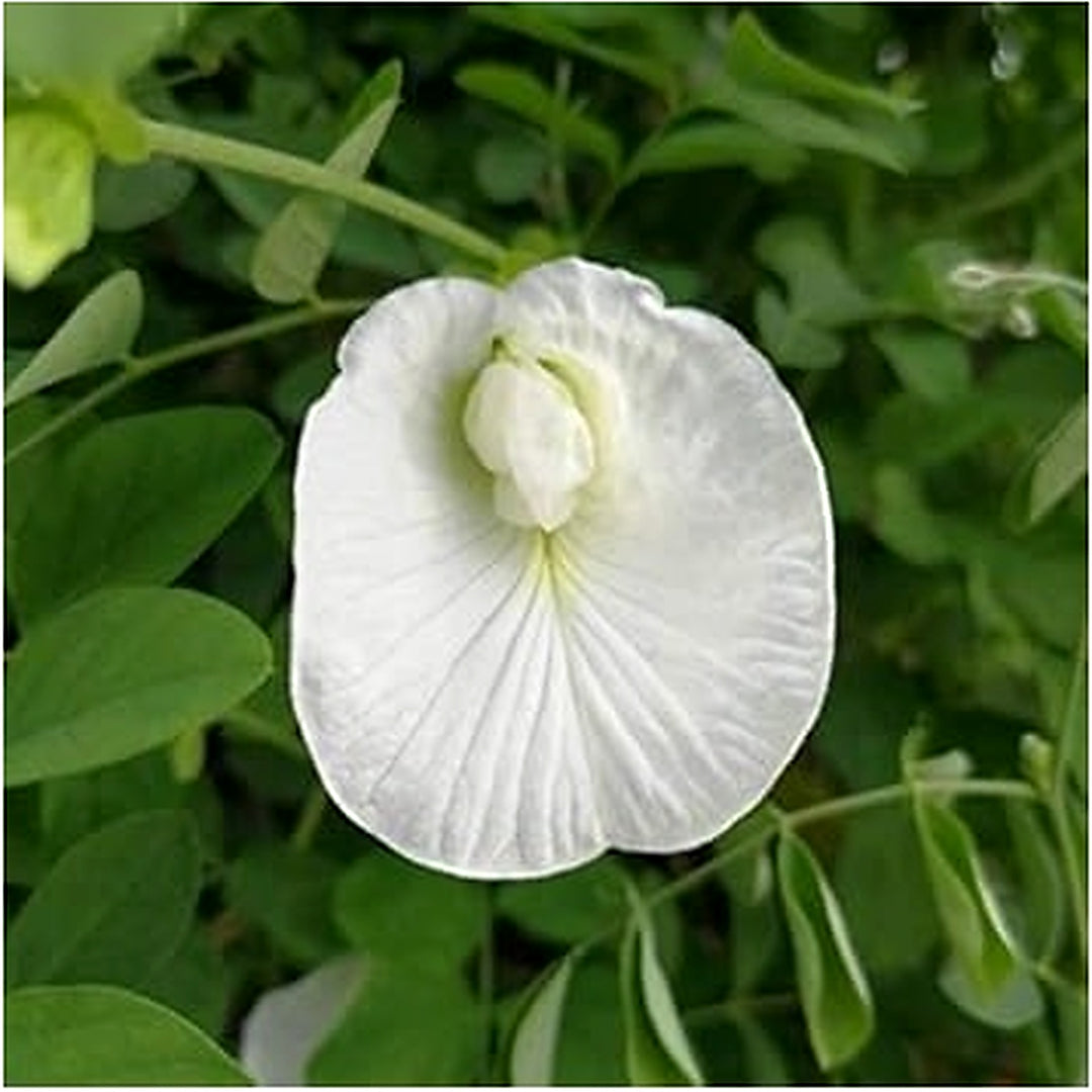 Organic Heirloom Clitoria Flower Seeds for Planting [neera-v5-3c1e26242ca21dd6ead5]
