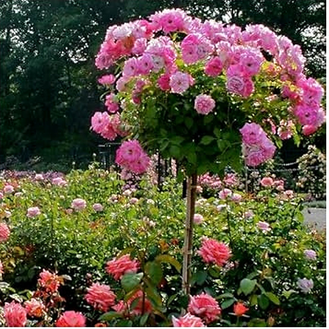 Heirloom Non-GMO Light Pink Rose Tree Flower Seeds for Planting [neera-v5-3c2e6368d455c9624ee3]