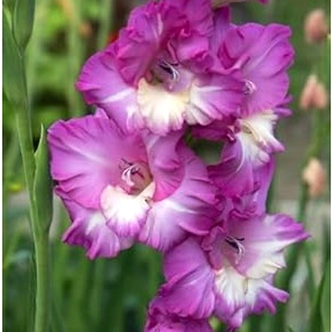 White Purple Gladiolus Flower Seeds [neera-v5-3c42af31af9a778094a3]