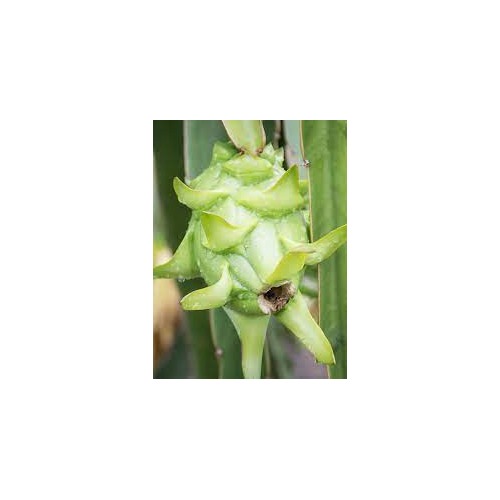 Green Pitaya Fruit Seeds for Planting [neera-v5-3c55f13204eae257f6a3]