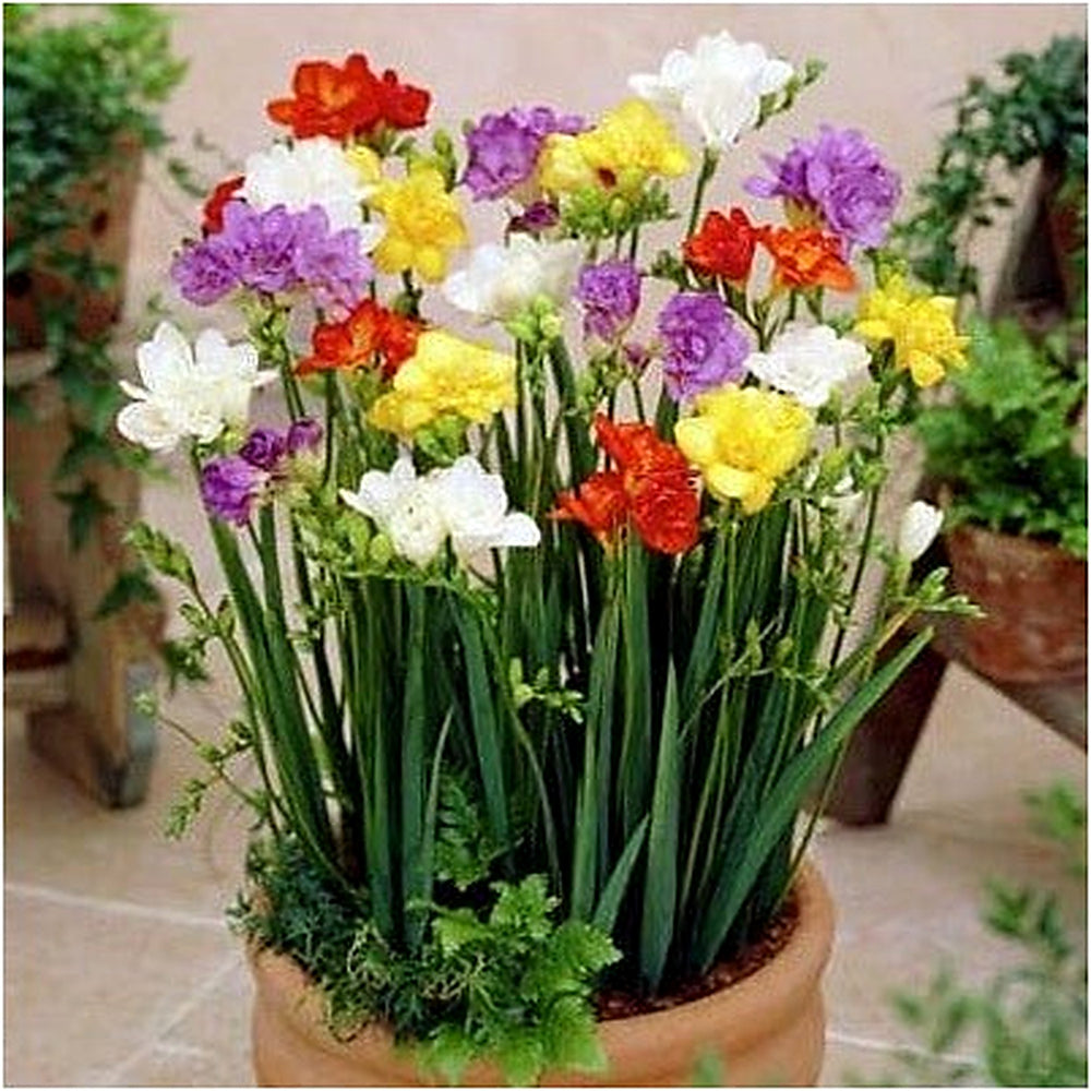 Mixed Color Freesia Flower Seeds [neera-v5-3c60c7a4a016b9c6951a]
