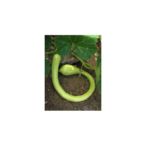 Heirloom Non-GMO Tromboncino Summer Squash Seeds for Planting [neera-v5-3c69492ffef2bb0f59d8]