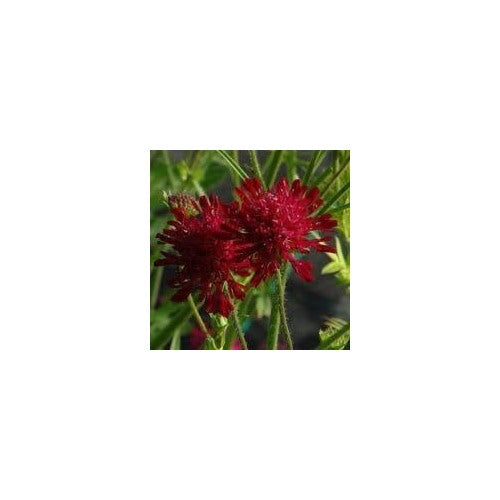 Heirloom Macedonica Flower Seeds, Non-GMO, Long-Blooming Color for Cottage and Wildflower Gardens [neera-v5-3c7c1e7b4d59f7b82504]