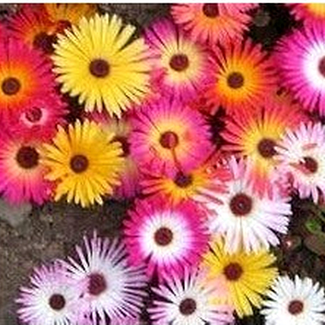 Heirloom Mesembryanthemum Flower Seeds, Non-GMO Vibrant Ice Plant Blooms for Drought-Tolerant Garden Planting [neera-v5-3c8dee96463c8f867cf3]