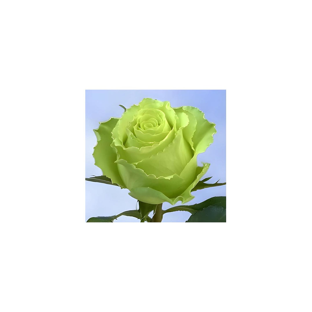 Green Mini Rose Flower For Home Garden Flower Seeds for Home Garden Planting, Ornamental Organic [neera-v5-3c96656b682834d83ffb]