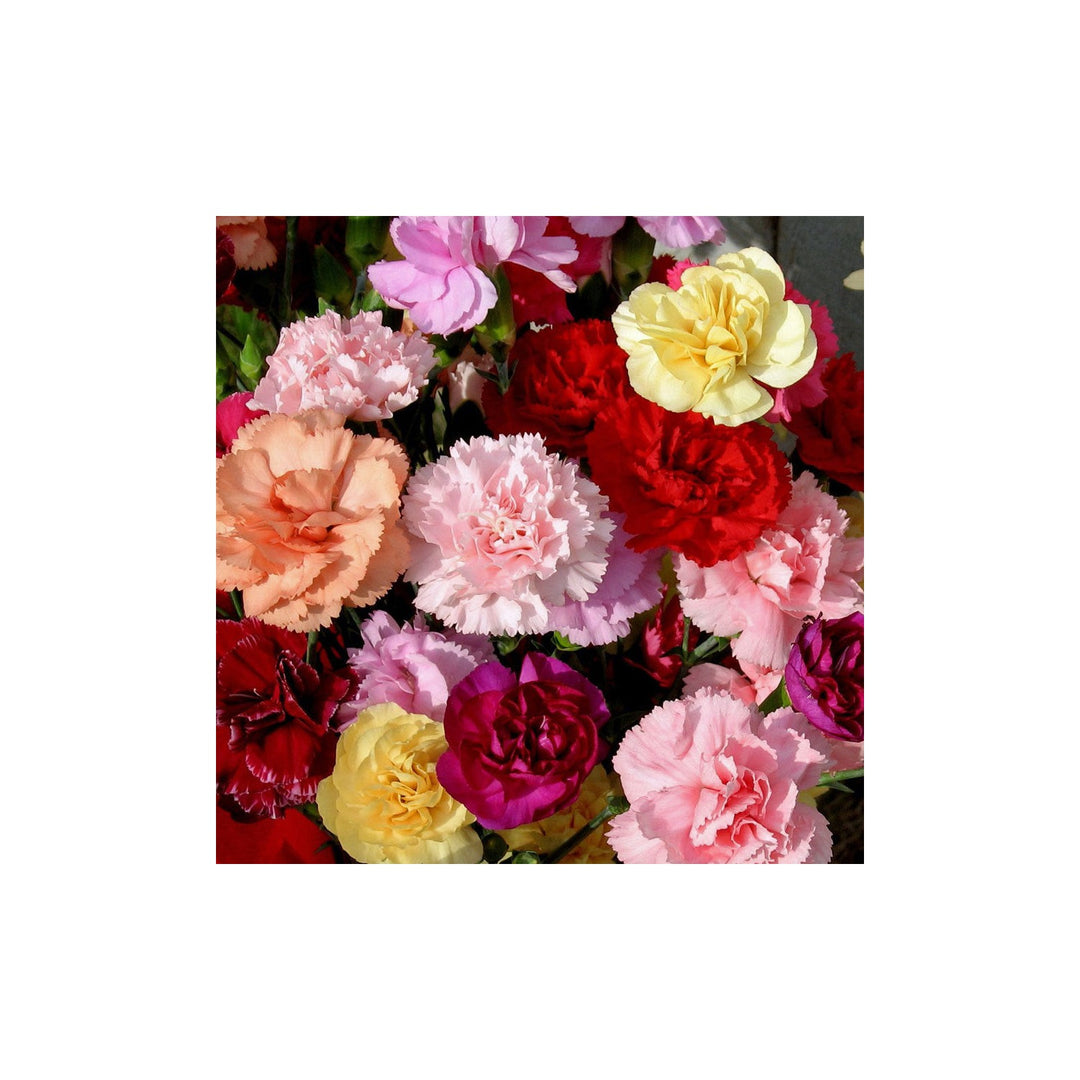Carnation Dianthus Caryophyllus Flower Colors For Planting In Backyard Garden Flower Seeds for Home [neera-v5-3c96a6f9cb1d0f4e4e48]