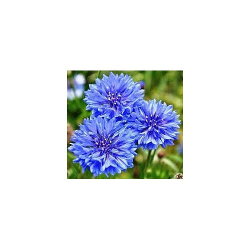 Blue Cornflower Seeds for Planting [neera-v5-3c977bb22e6075a1b44d]