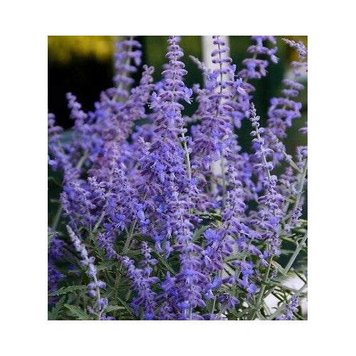 Russian Sage Plant Seeds for Planting [neera-v5-3ca4bbfc76479de0387f]