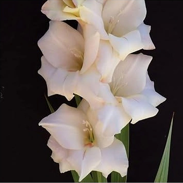 Heirloom Non-GMO Cream White Gladiolus Flower Seeds for Garden Planting [neera-v5-3caaddab774198fd1e78]
