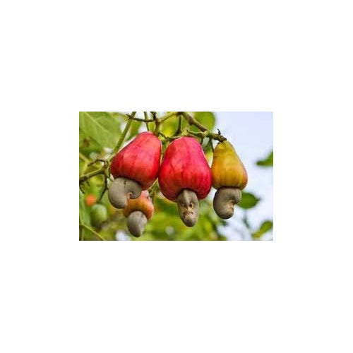 Cashew Apple Seeds for Planting [neera-v5-3cb1e87f22db46705693]