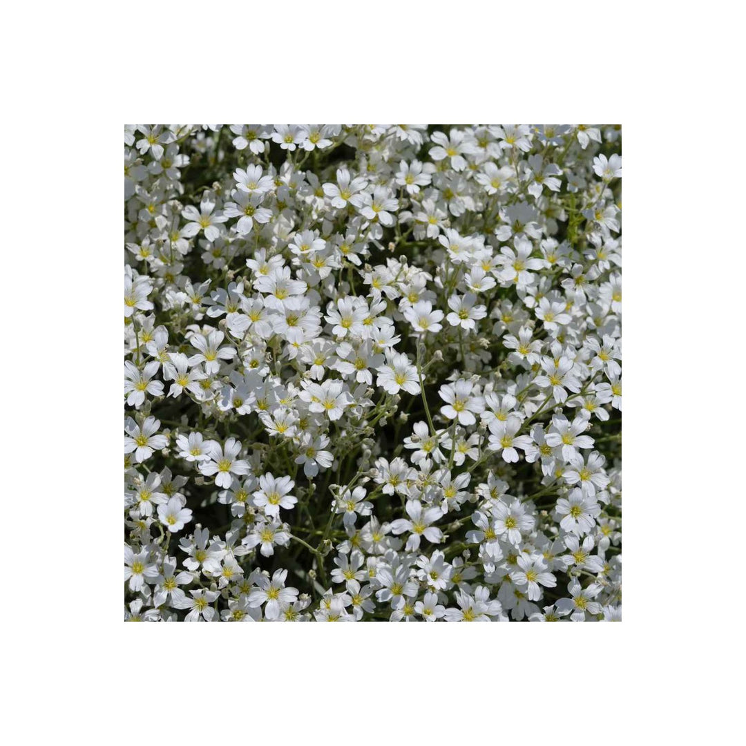 White Gypsophila Repens Organic Heirloom Non Gmo Flower Planting Flower Seeds Home Garden [neera-v5-3cb3ac14d0f1e4ceaf13]