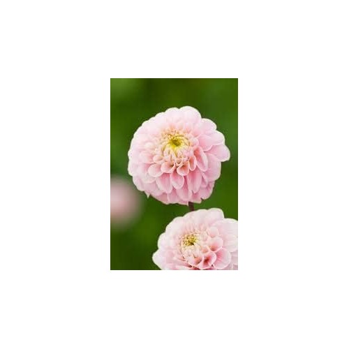 Blue & White China Aster Heirloom Non-GMO Seeds for Planting [neera-v5-3cc6ad334be463fb4e3a]